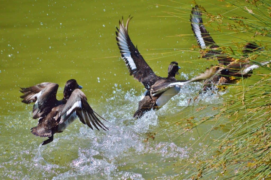 Ducks Flying Into Pond