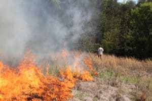 Controlled burning is a great way to stimulate new plant growth while clearing out accumulated dead plant matter. It’s an outstanding tool for quail habitat management and deer benefit from fire, too. 