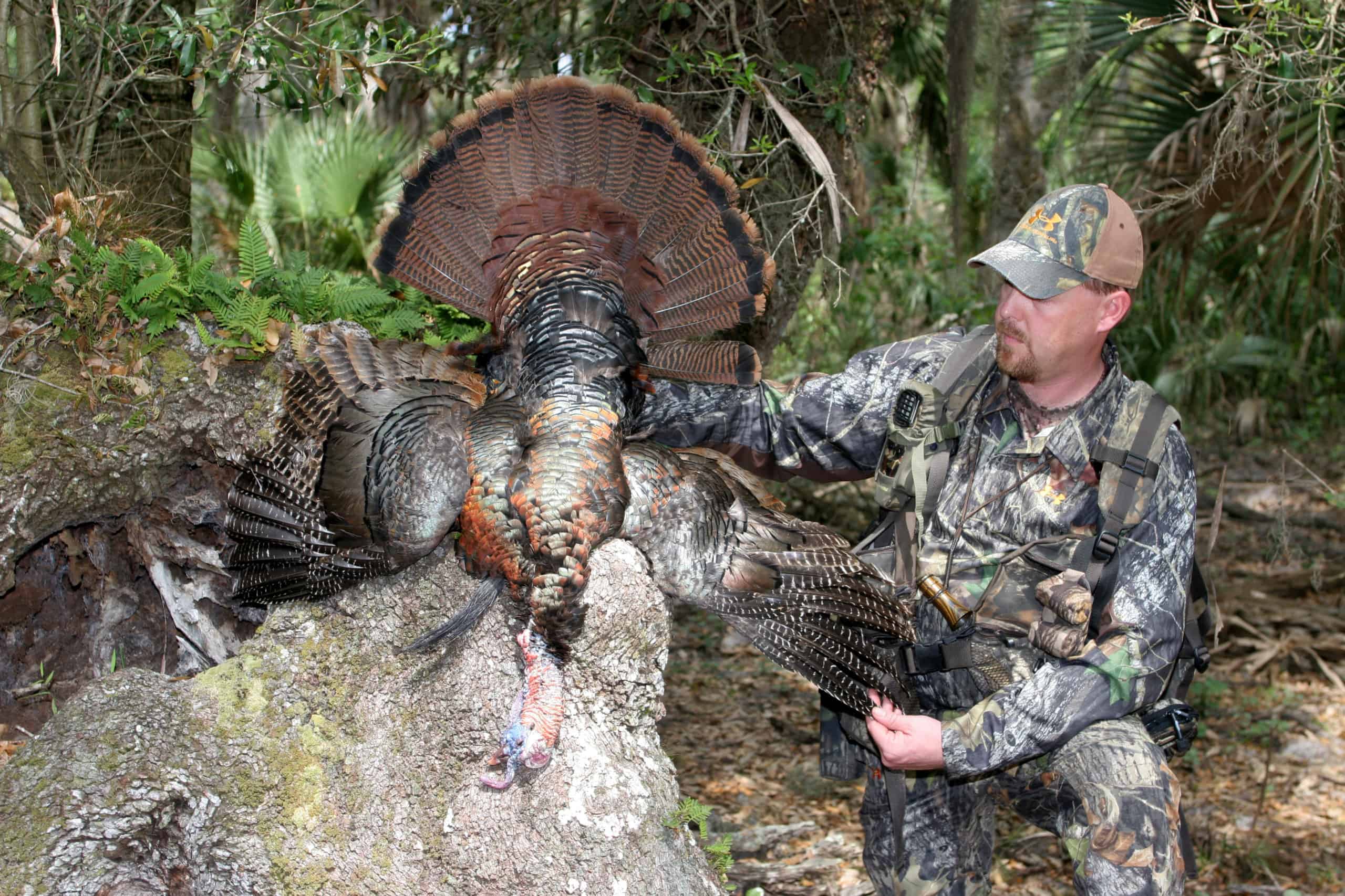 A hunt for an Osceola gobbler means an experience in some of the most beautiful land in the country—central and south Florida. These are tough birds, though, especially those on public land. 