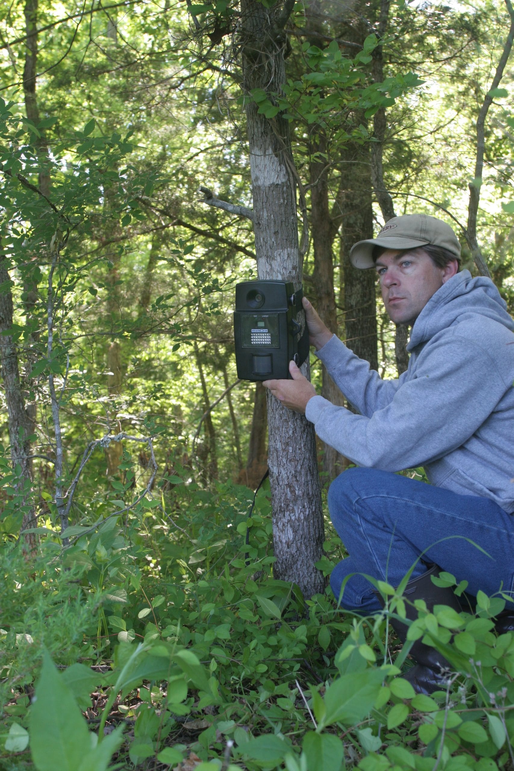 Hang and tend trail cameras only when conditions are favorable. In other words, hunt with your camera just as though you were hunting with a gun or bow, with minimal impact on a buck's core area.