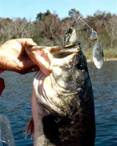 Spinnerbaits are great for slow-rolling, especially in the winter months and the early spring when bass are hugging the bottom on deep points and flats.