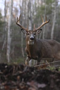 To harvest a big buck, a hunter has to target areas not only where big bucks are common, but also where they are killable. The Midwest farm region is renowned for big-racked white-tailed bucks and great results for hunters. 