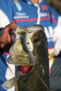 Lures that get close to the bottom will coax post-spawn bass into biting. Deep-diving crankbaits, swimbaits and jigs are all great choices.