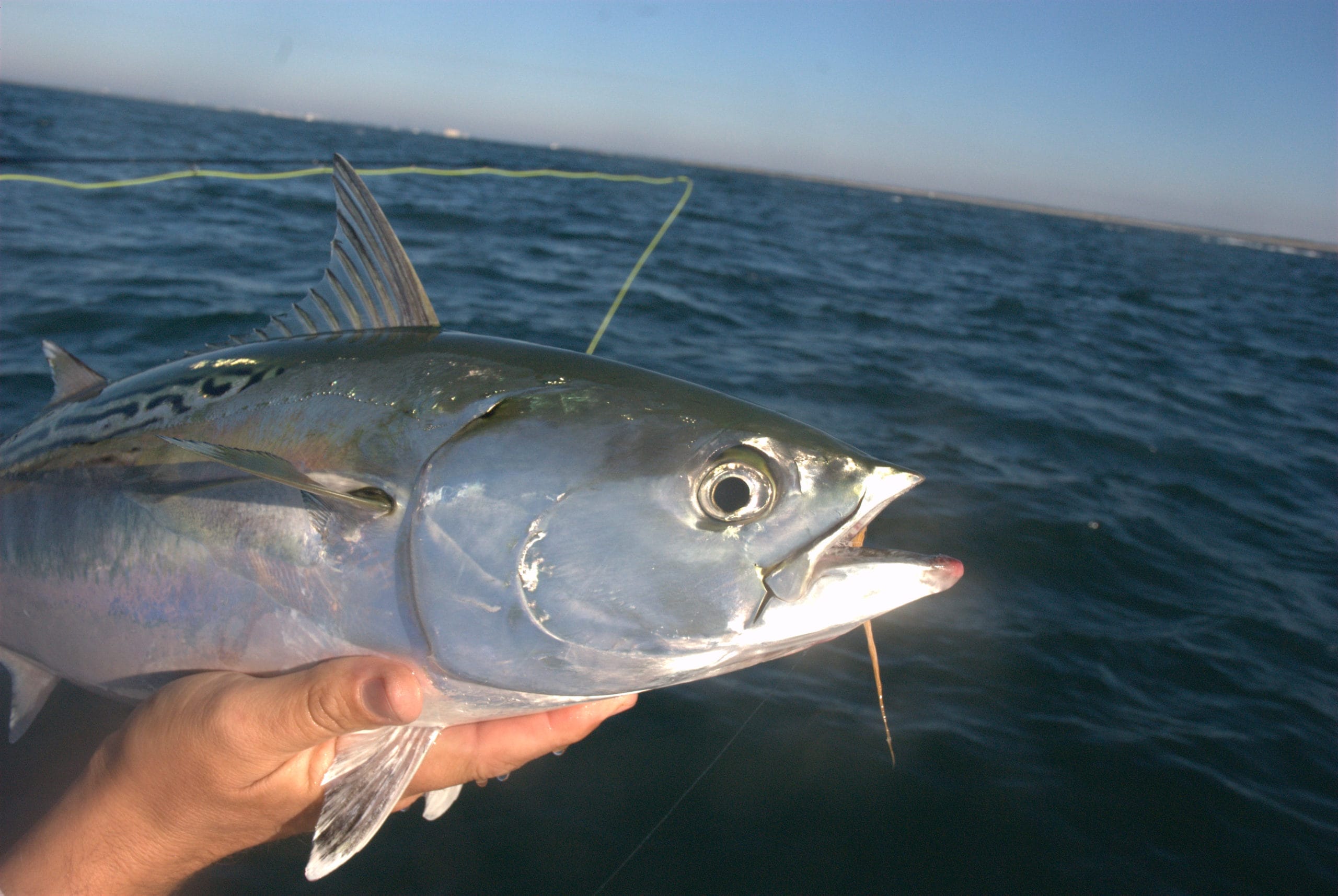 False albacore, also known as Little Tunny, may be the hardest fighting fish a fly angler will ever battle. 