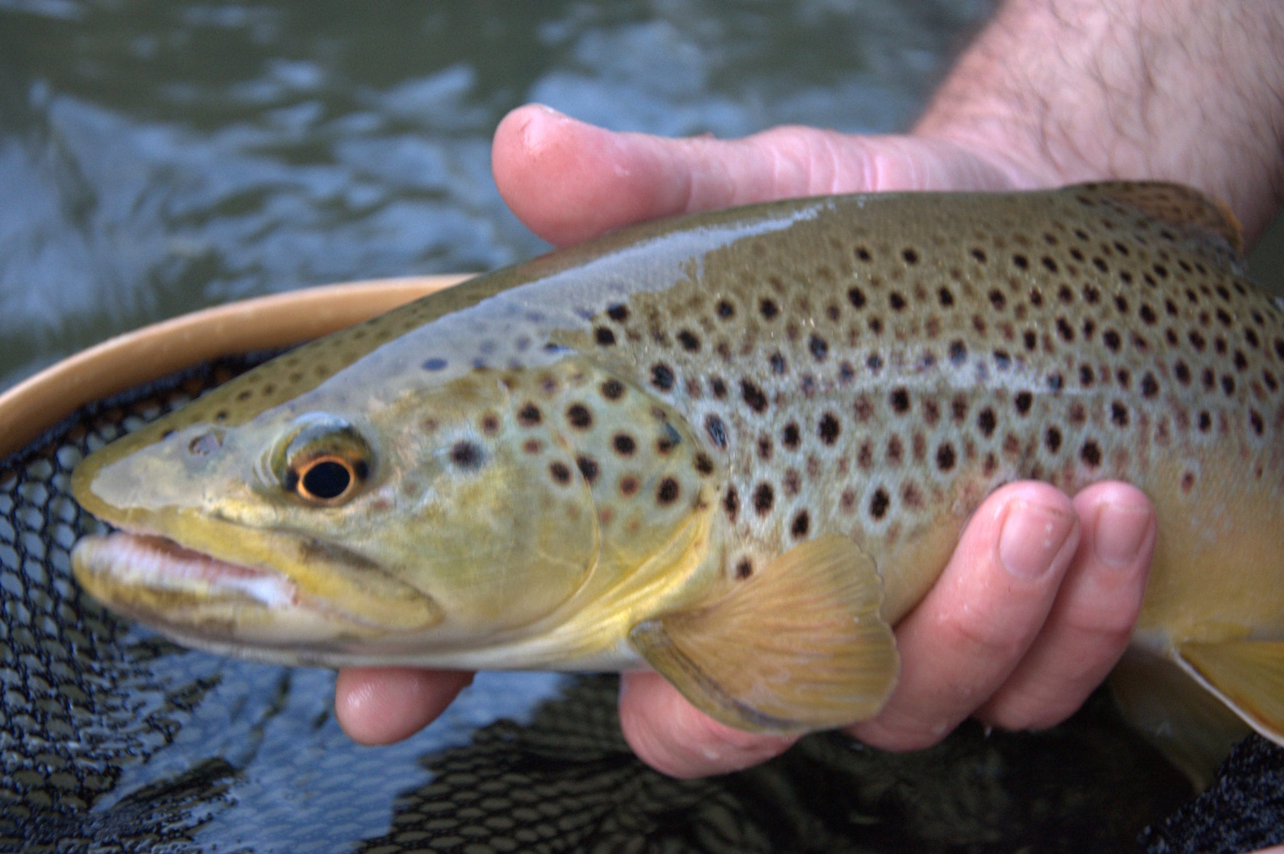 Brown trout and other species can be effectively caught using the tight line fishing technique.