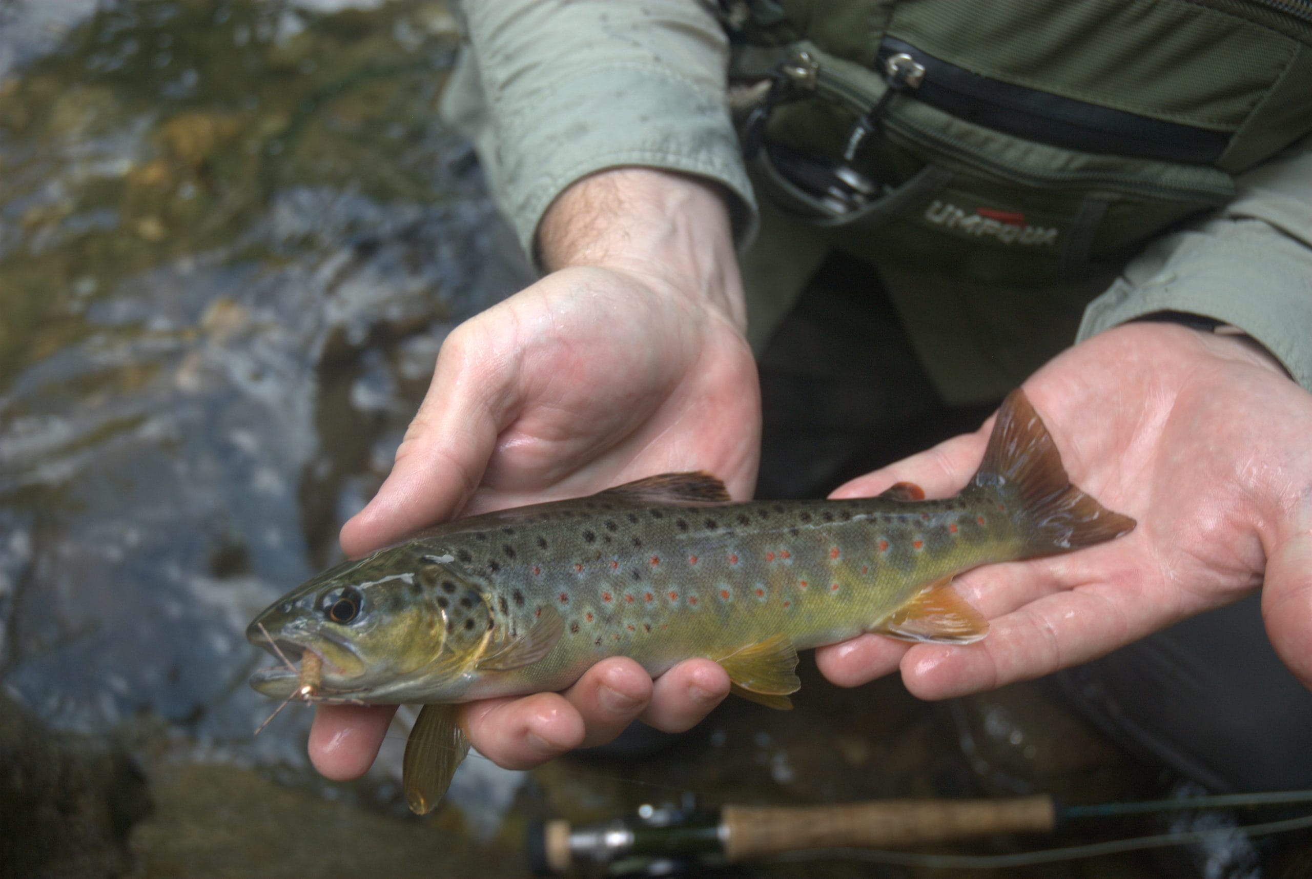 Brown trout like this will often take nymphs fished sub-surface.