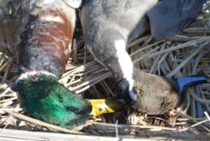 Rice fields produce about every flavor of popular ducks, including mallards, pintail, gadwall, wigeon and teal.