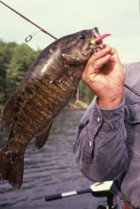 While Lake Erie smallmouth fishing is well known, the bass in many areas are not heavily pressured. Anglers often have 20- to 50-fish days, especially in spring and summer.