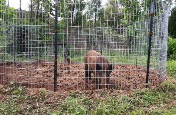 Hogs are destructive animals. Famers and ranchers often welcome hunters to remove troublesome animals. Trapping has proved to be the most effective means of controlling wild hog populations. 