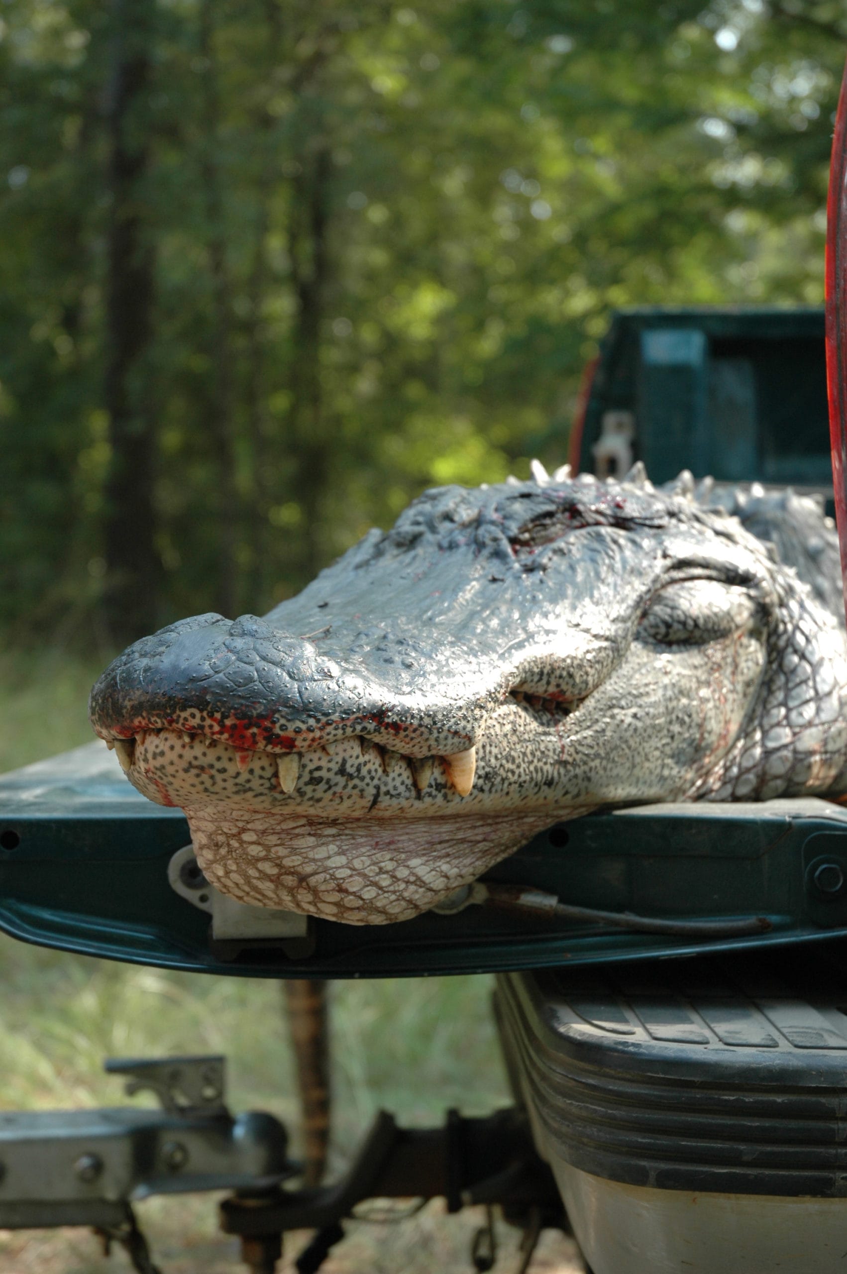 Taking an alligator can be a harrowing task. These prehistoric beasts can be huge, and even the smaller gators are powerfully strong. The big gators can give hunters much more of a battle than they expect—or want. 