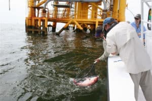A hefty red snapper caught near an oil rig comes to net near Grand Isle, Louisiana.