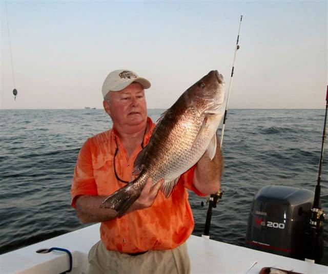 Mangrove snapper action is excellent, and they’re big, as shown by this 10-pounder held by author Bob McNally.
