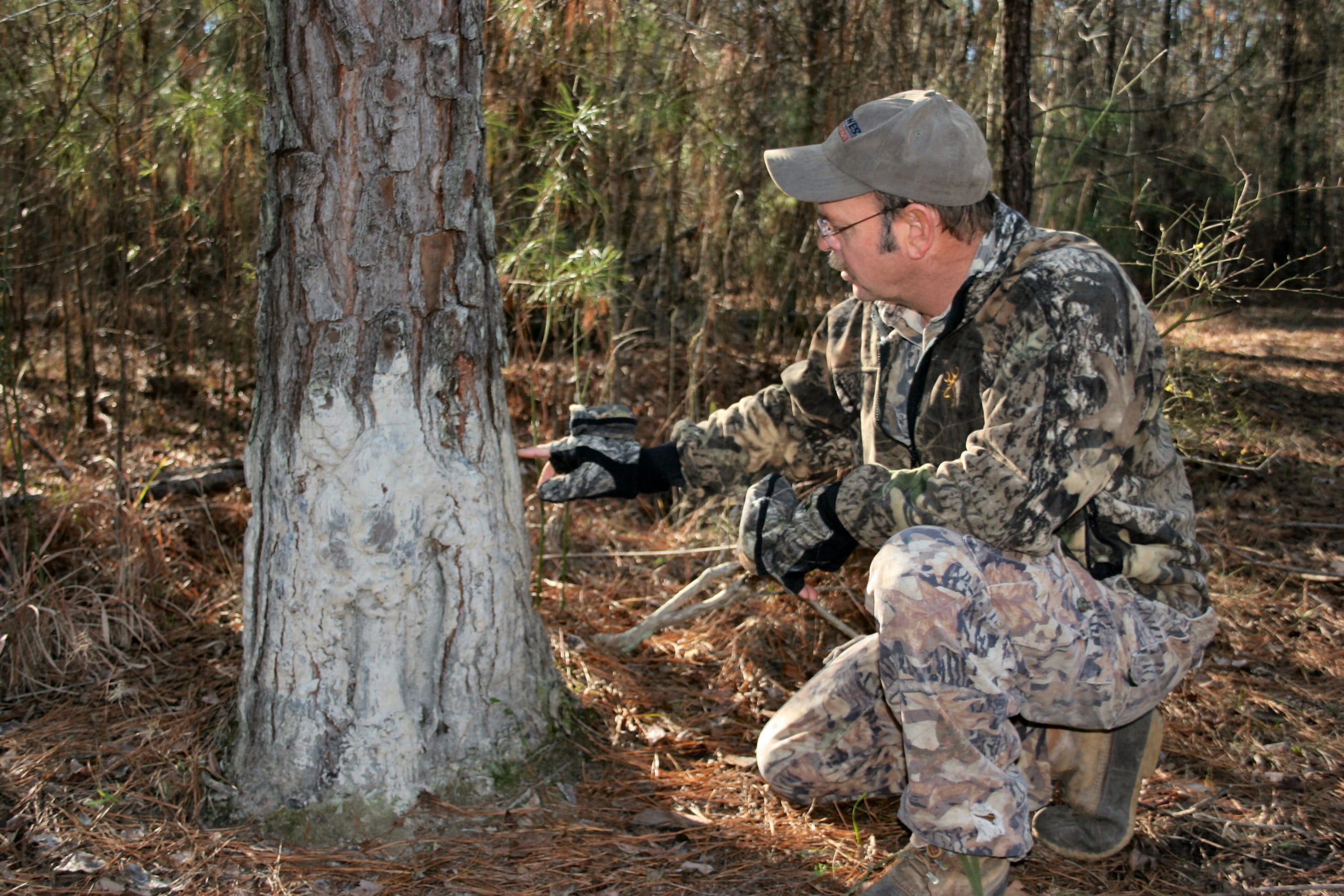 Deer hunters know to look for buck rubs when scouting. Hogs also make rubs, leaving mud on trees, which is a sure sign wild hogs are using an area.