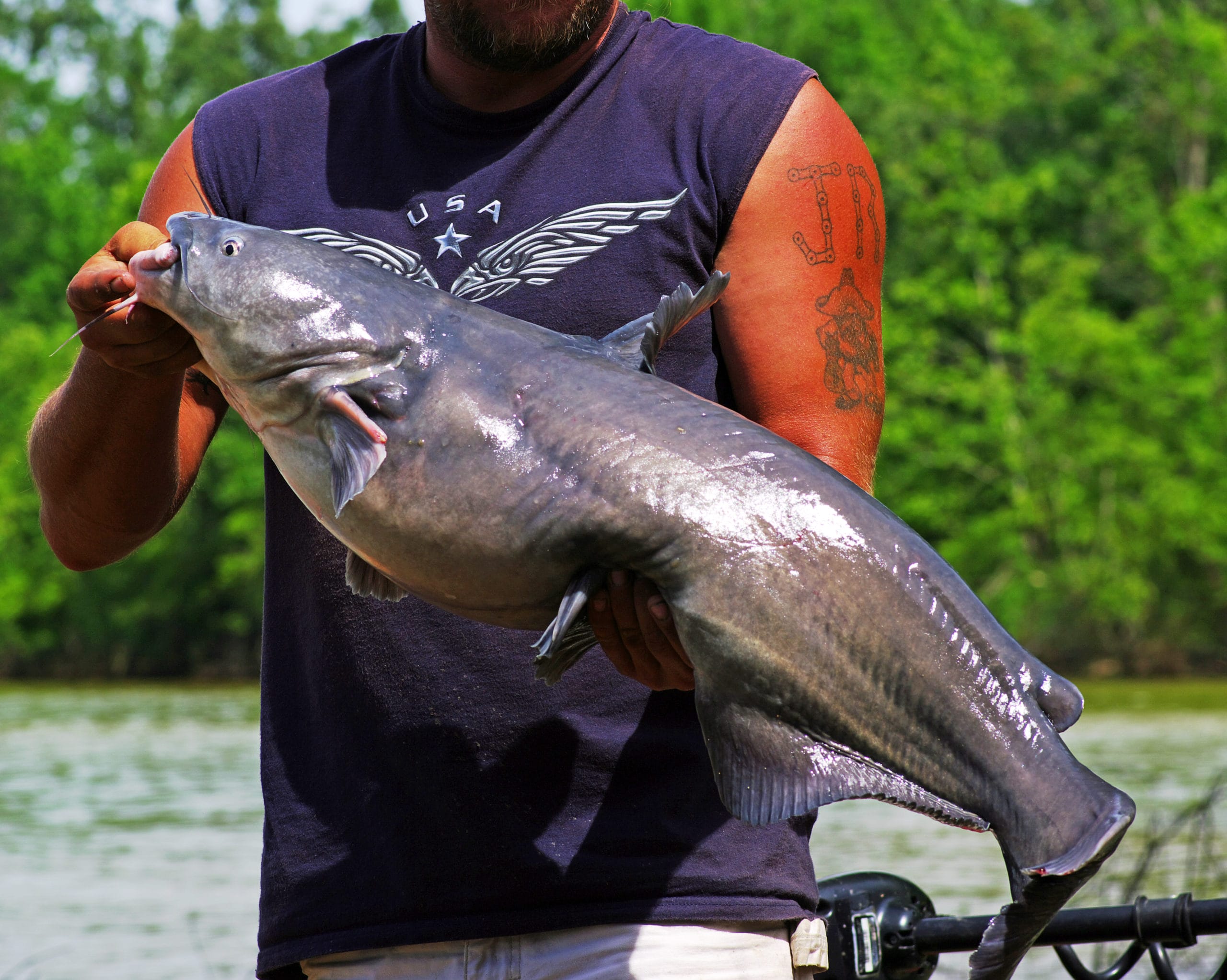 Whether you favorite fishing holes contains channel catfish, flatheads, or “pretty” blue catfish like this, the late spring spawn is a prime time to find catfish shallow and feeding aggressively. 