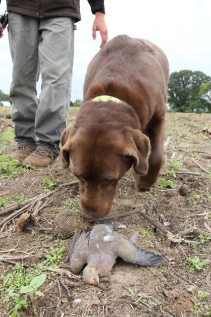 A trained retriever can help increase your success rate by finding the birds you kill. Legally, they count towards your limit, even if you can’t find them.