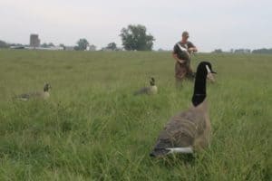 Early season geese often feed in pastures, so don’t overlook large grass fields. Hiding can be difficult, but with a little effort, you can blend in well enough to fool the birds.