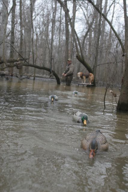 A jerk cord, where decoys are attached to a cord the hunter can pull, adds movement to the water. These ripples are what flying ducks expect to see when live ducks are on the water.