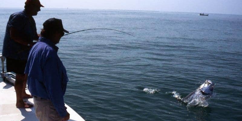 McNally Tarpon1