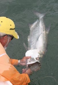 Tarpon fishing is a catch-and-release sport. Even just having a tarpon hit, called a "jump,” is seen as success by die-hard tarpon hunters.