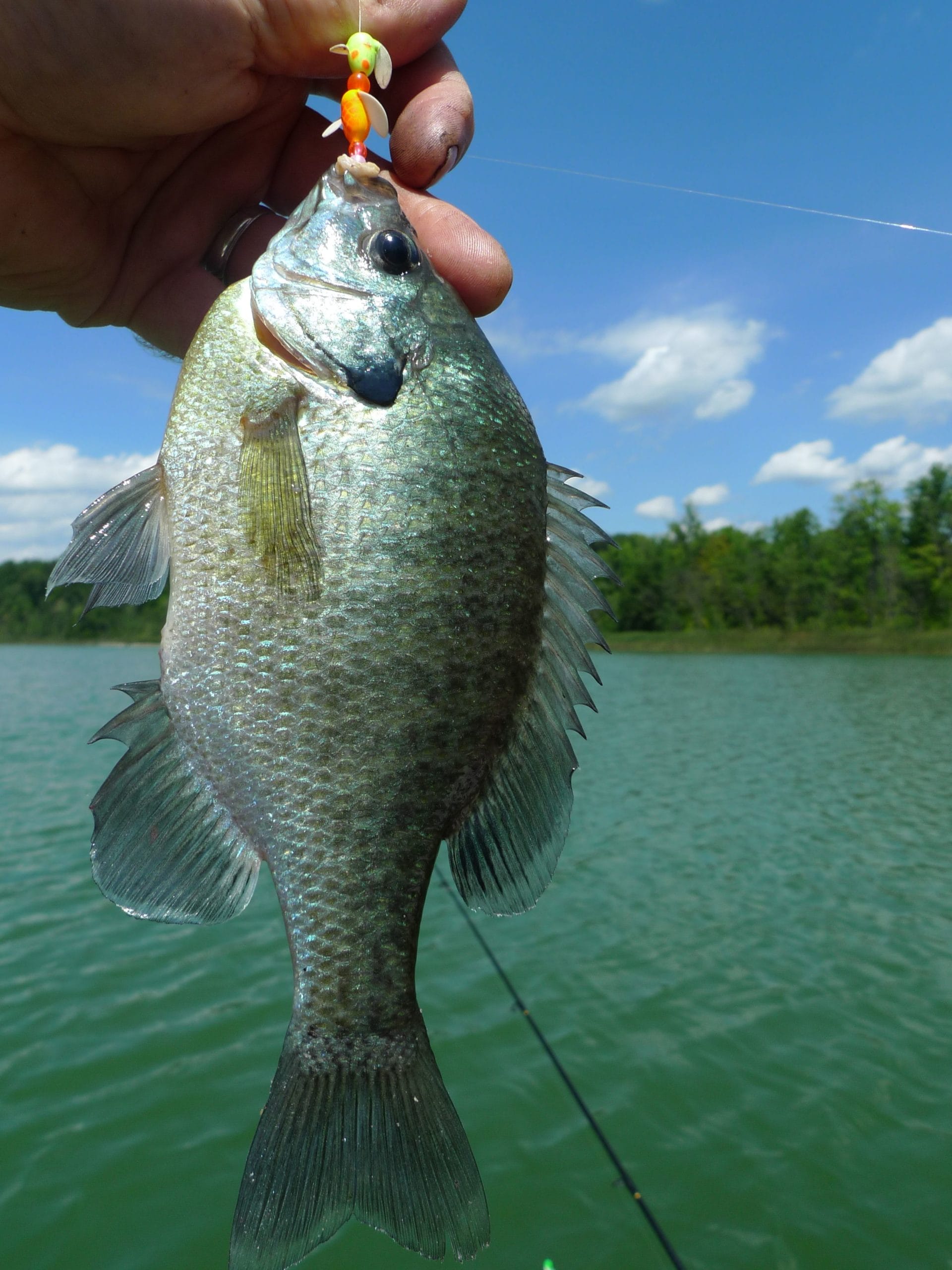 Two #14 Spin-N-Glos with bait can be deadly when trolling for bluegills.