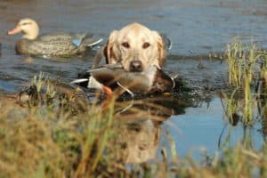 Does color matter when choosing a Lab as your hunting companion? There are strong opinions on all Lab varieties. 