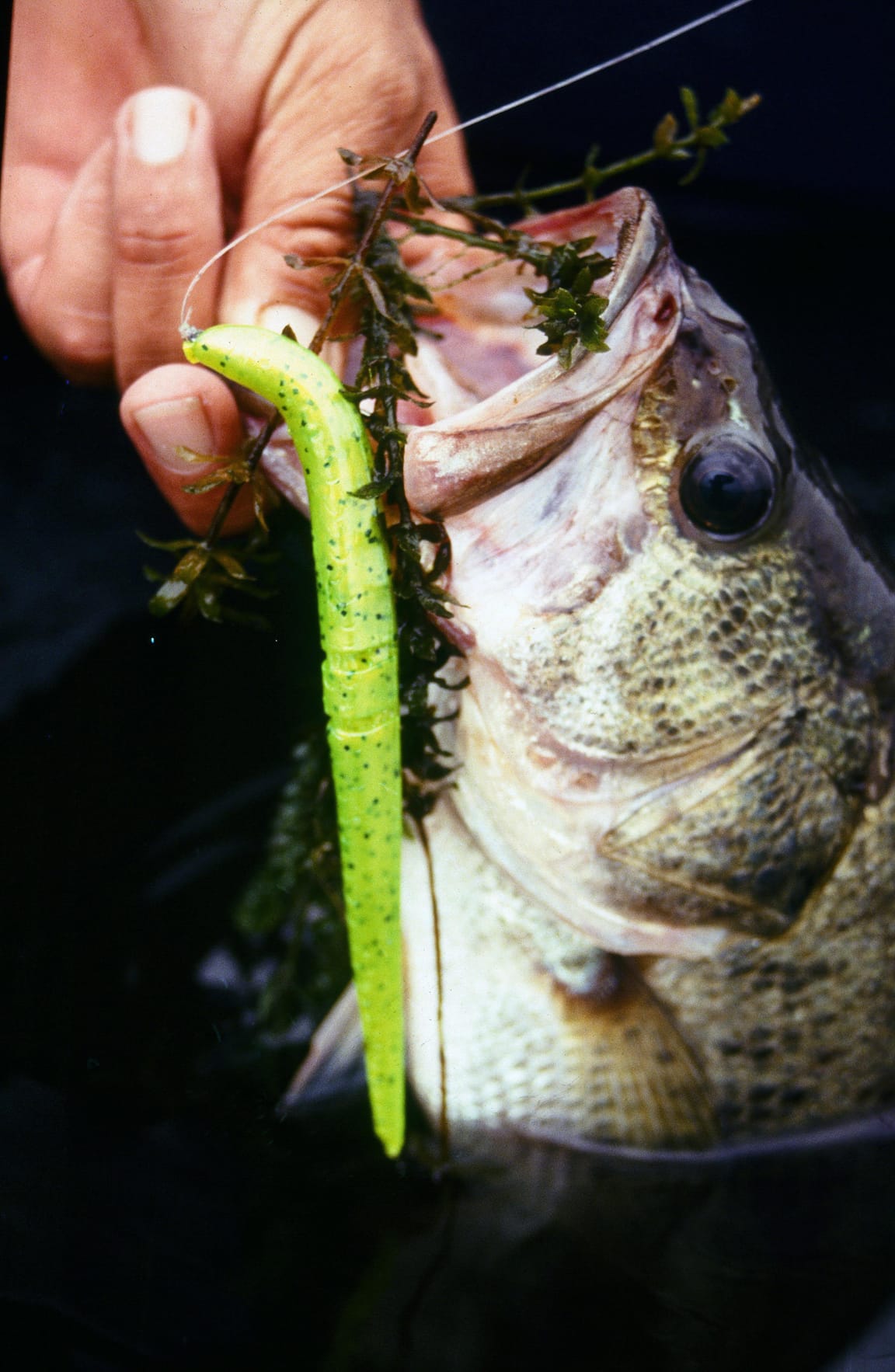 A plastic worm has likely produced more bass than any two other bass lures combined. Don't limit your worm fishing to basic a basic Texas-rig. Worms are versatile. 
