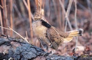 Hunting ruffed grouse in Maine is a bucket-list trip every upland bird hunter should consider.