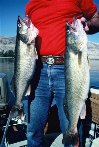 Many big walleye have fallen to anglers employing slip floats. These two heavy fish were taken using live minnows around a sunken hump, fished from far up-wind.
