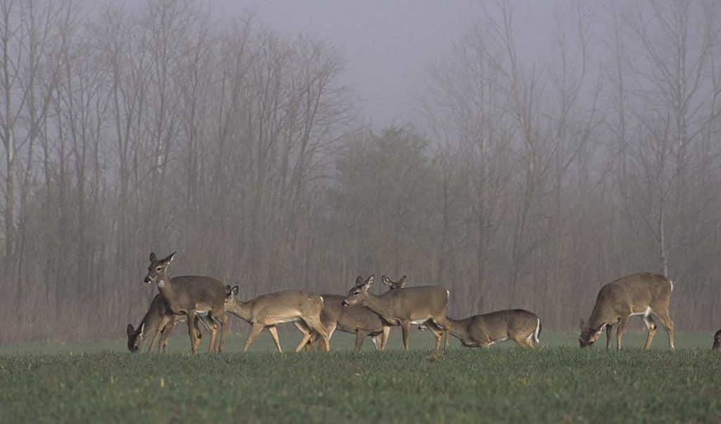 A well prepared food plot provides beneficial nutrition to your deer herd and other wildlife, and it can also improve your hunting. 