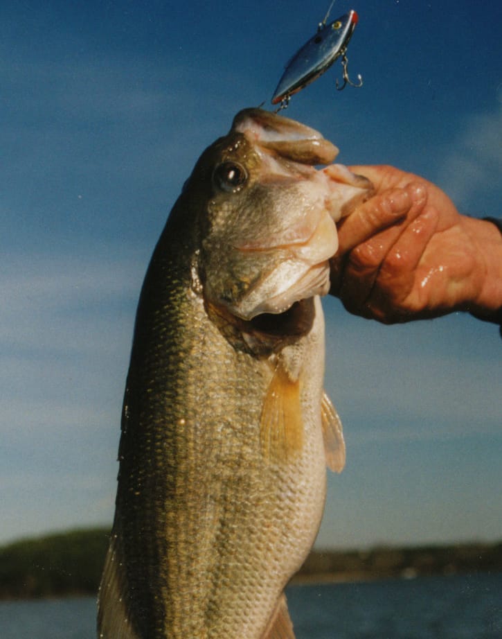 The bass in most small lakes can't resist a Rat-L-Trap.