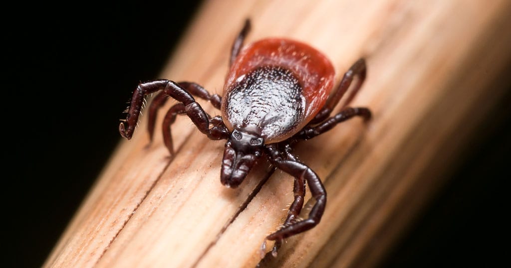 lyme_disease_facts
