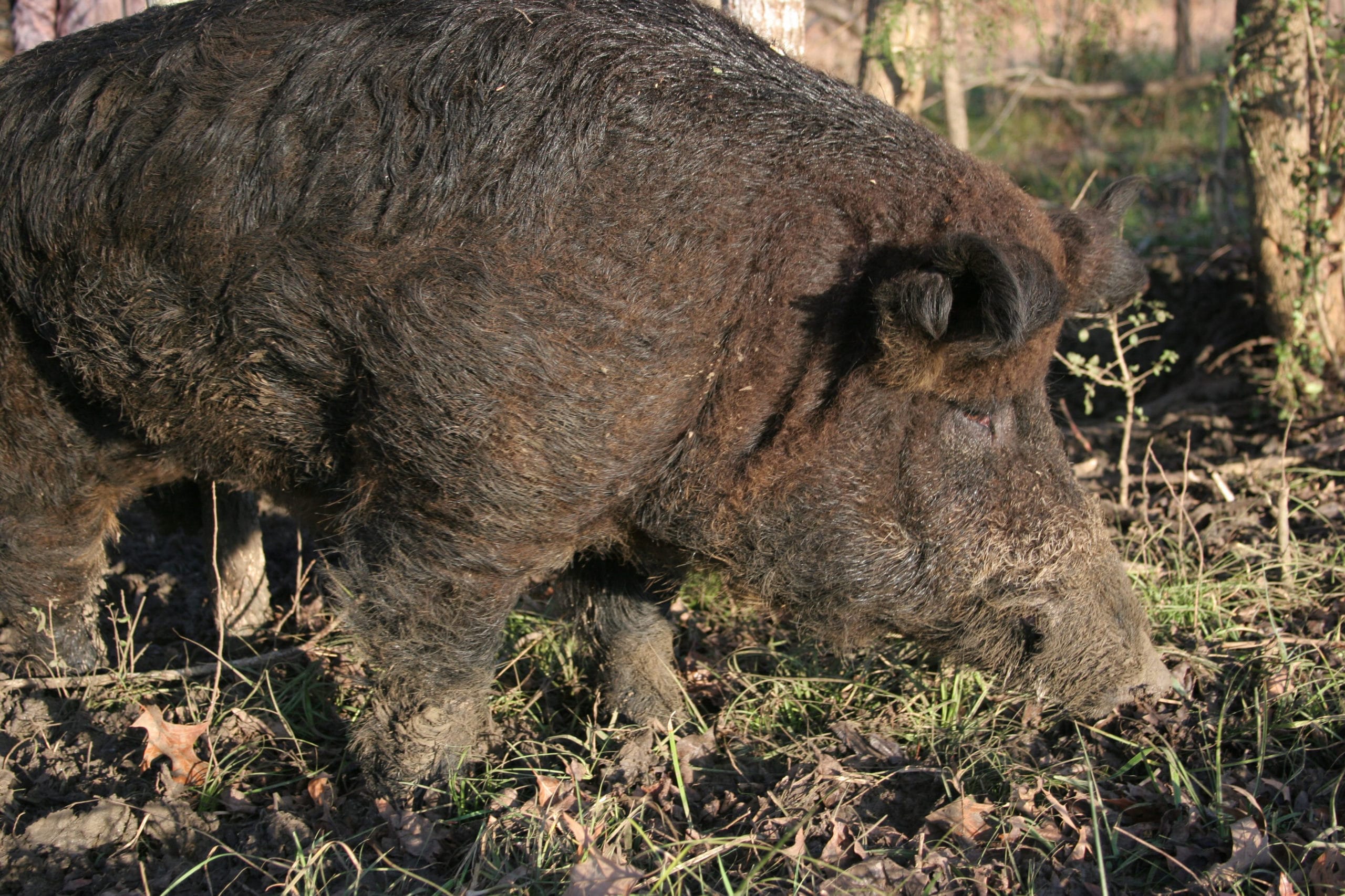 State and federal agencies are declaring war on feral pigs in the United States, allocating millions of dollars to stop the spread of this non-native critter. That means for sportsmen there are liberal opportunities for exciting hunts that can result in delicious meat.