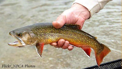 brooktrout1_400