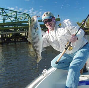 The author boats a coastal-river striped bass caught on a big bucktail jig.