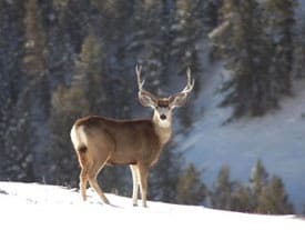 deersnow275_02