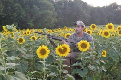 dove_sunflowers_400