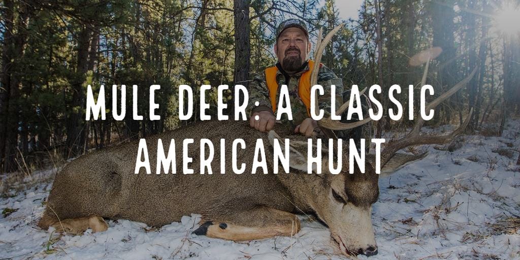 MULE DEER: A classic American hunt