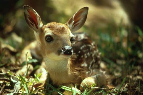 Newborn fawns are vulnerable, particularly to predators like coyotes. 