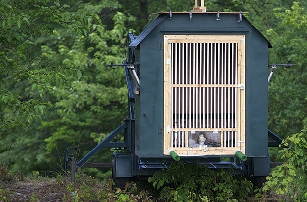 A hacking tower feeds and protects young  ospreys