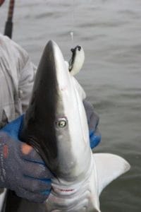 Sharks will readily take a variety of baits, from cut and live bait to lures and even fly-fishing streamers.