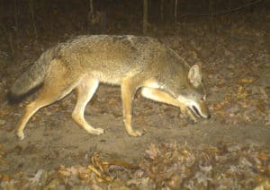 Coyotes are getting lots of attention lately, and rightfully so. Studies show fawn survival rates are dropping, enough so that states are reducing deer-hunting opportunity. Now's a great time to get after fawn-hunting coyotes.