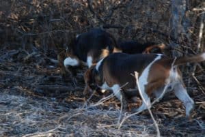 Beagles love rabbit hunting and are always ready to chase another one.
