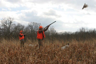 rh554_flushing_ringneck_in_front_of_hunters_copyright_mark_400