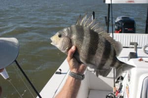 This is where you expect to see a sheepshead, not dropping from the sky and smashing into an airplane on a runway.
