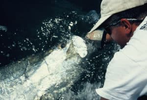 Unhooking, reviving and releasing a giant tarpon at boatside is exciting enough. Things get a bit dicey when a 400-pound shark joins the party.