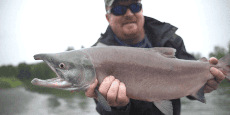 salmon