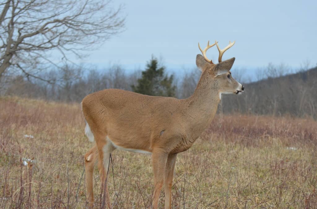 QDMA 2.5 year old %C2%A9 How To Age White-Tailed Bucks On The Hoof