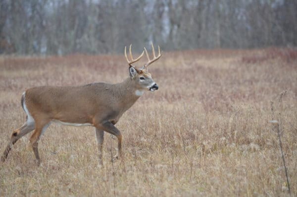 3.5 year old white-tail buck