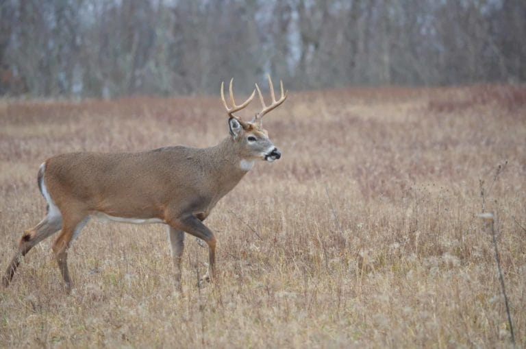 3.5 year old white-tail buck