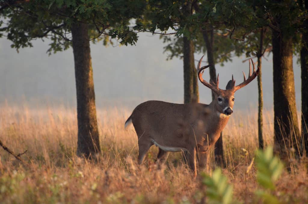 5.5 plus year old white-tail buck